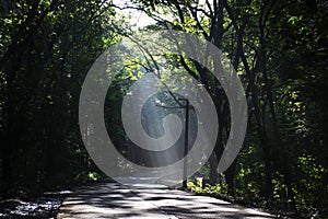 Rays of light falling on the road through the trees of Sanjay Gandhi National Park, India