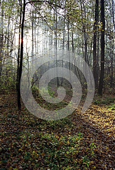 Rays of light in a forest