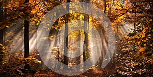 Rays of light in a misty autumn forest