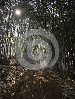 Rays of light that penetrate bamboo trees photo