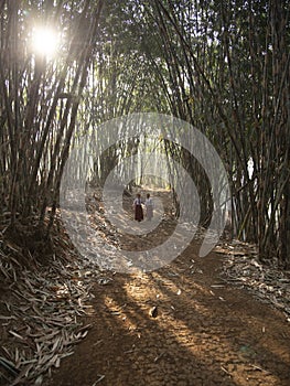 Rays of light that penetrate bamboo trees photo