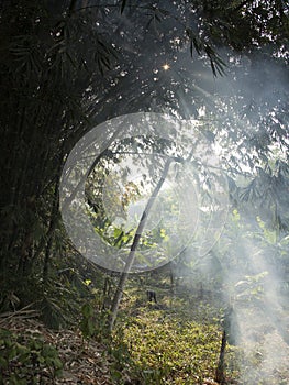 Rays of light that penetrate bamboo trees photo