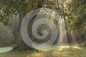 Rays of light on southampton common