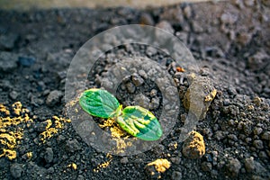 The rays of the morning rising sun on young green leaves of a cucumber covered with water drops from the morning dew