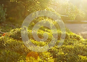 The rays of the morning sun on conifers