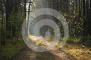 The rays of the morning sun in the forest