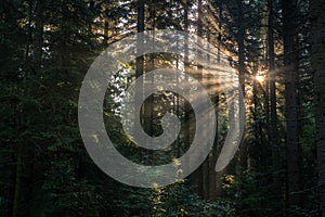 Rays of the morning sun going through the dark forest