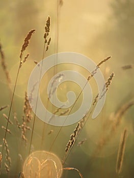 Field grasses in the morning sun photo