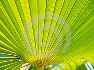 Rays of palm leaves against the backdrop of a sunny sky. Tropical plants. Beautiful background