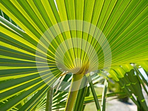 Rays of palm leaves against the backdrop of a sunny sky. Tropical plants. Beautiful background