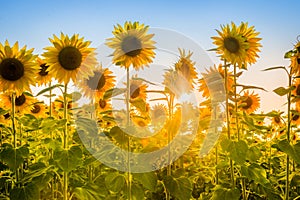 Rays of the rising sun breaking through sunflower plants field.