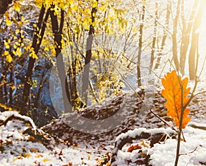 the rays of the rising sun and the first snow in the morning autumn forest