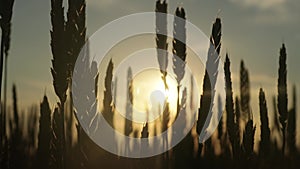 The rays of the setting sun break through the silhouettes of ears of ripe wheat in the field. Food crisis concept