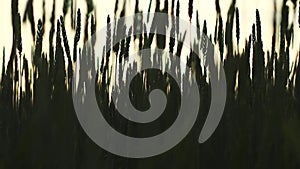 The rays of the setting sun break through the silhouettes of ears of ripe wheat in the field. Food crisis concept