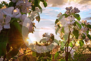 Strahlen aus einstellung die sonne schluss machen durch Blumen aus blütenstand klein kegel 