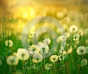 Rays of the setting sun on a dandelion