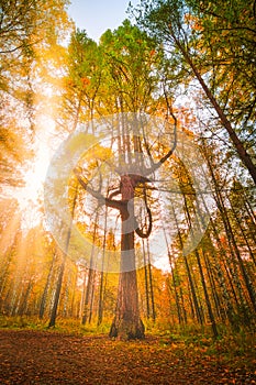 The rays of the setting sun flood the autumn forest and beautiful larch tree wide angle view