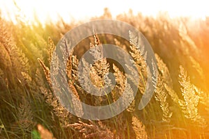 The rays of the setting sun on high grass