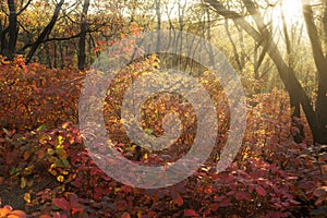 Rays of setting sun illuminate colorful leaves