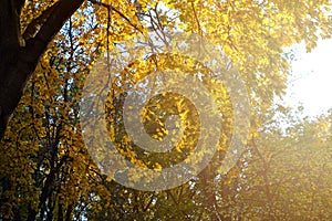 The rays of the setting sun illuminate the yellow maple leaves