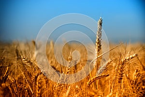 Rays of the setting sun illuminates the field of wheat