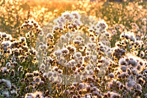 Rays of the setting sun on thistle - burdock