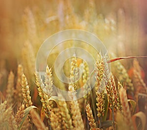 Rays of the setting sun on wheat field