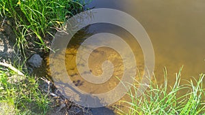 The rays of the summer sun pass through the clear water of the lake and illuminate the sandy bottom with rocks, aquatic vegetation