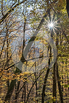 The rays of the sun through the autumn crowns of trees