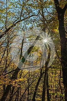 The rays of the sun through the autumn crowns of trees