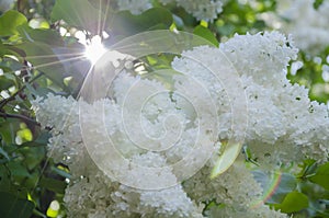 Rays of sun on a branch of a blossoming lilac