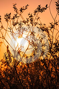 THE RAYS OF THE SUN THROUGH the BRANCHES