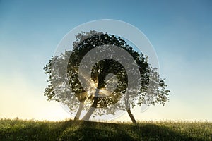 Rays of the sun breaking through tree branches in the early morning.