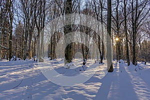 Rays of the sun fall on the branches of tree. Sunset in the winter beech forest.