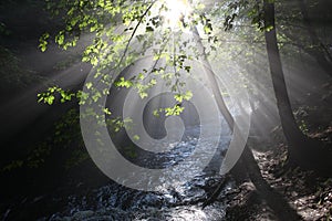 The sun`s rays illuminate the dark gorge photo