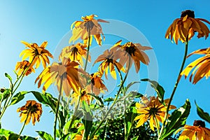 Rays of the sun and flowers of yellow echinacea.