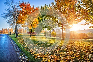 Rays of the sun through golden multi-colored trees in Tsaritsyno