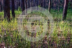 The rays of the sun in the grass. Evening in a pine forest.Evening sun in the pine forest