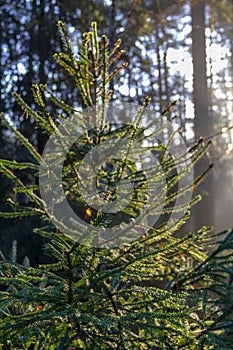 Rays of sun illuminate beautiful green spruce tree in autumn forest