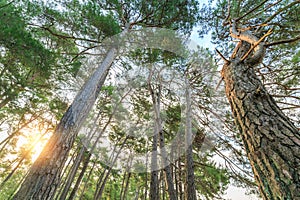 Rays of the sun illuminate the trunks of tall pine trees in the forest