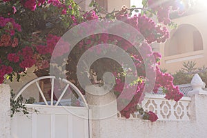 The rays of the sun illuminate the white entrance gate with pink flowers on it.