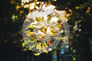 the rays of the sun illuminate the yellow leaves in the autumn park