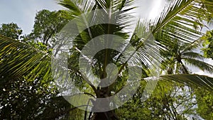 Rays of sun light coming trough the topical palm leaves swing on the wind