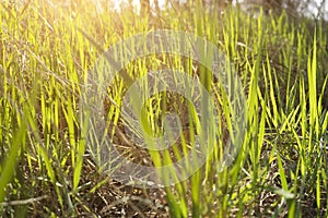 The rays of the sun make their way through the fresh spring grass