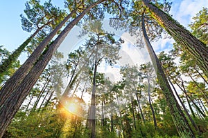 Rays of the sun make their way through the trunks of tall pine trees in the forest