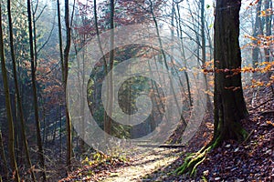 Rays of sun making place between trees covered with rusty leaves