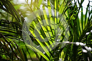 Rays of the sun through palm leaves. . Natural background. Beauty world