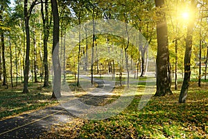 Rays of sun in park