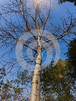 The rays of the sun passing through the branches of trees