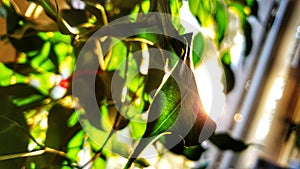 The rays of the sun passing through the plant